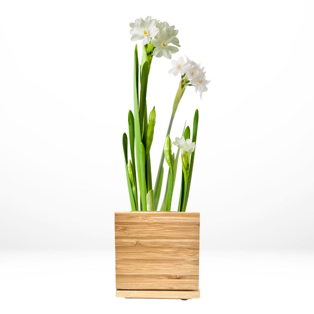 Paperwhite Desktop Garden