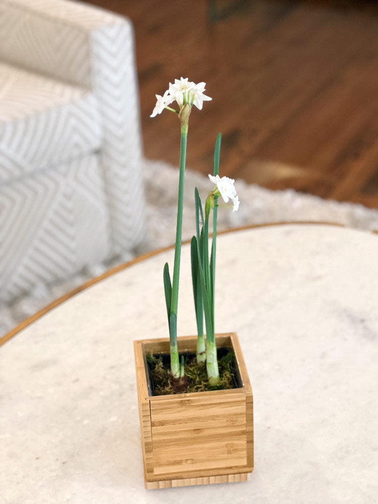 Paperwhite Desktop Garden