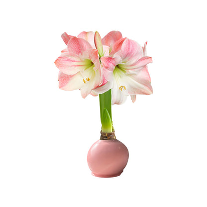 Spring Waxed Amaryllis Bulb with appleblossom blooms