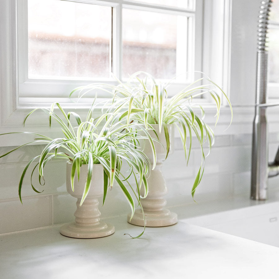 pedestal planter pots Perfect Pedestal Planter Small
