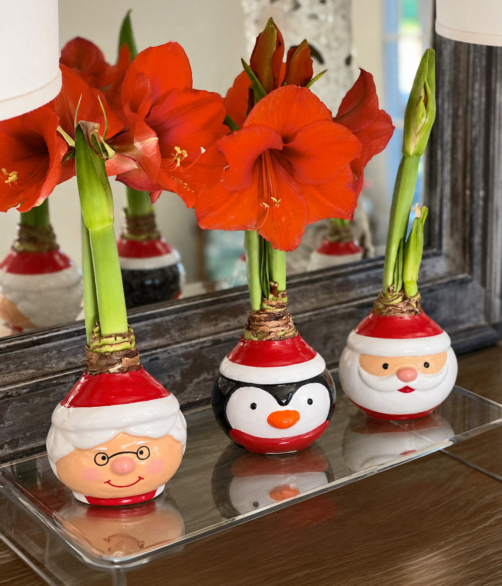 Mrs. Claus Waxed Amaryllis Collector's Bulb with sovereign blooms