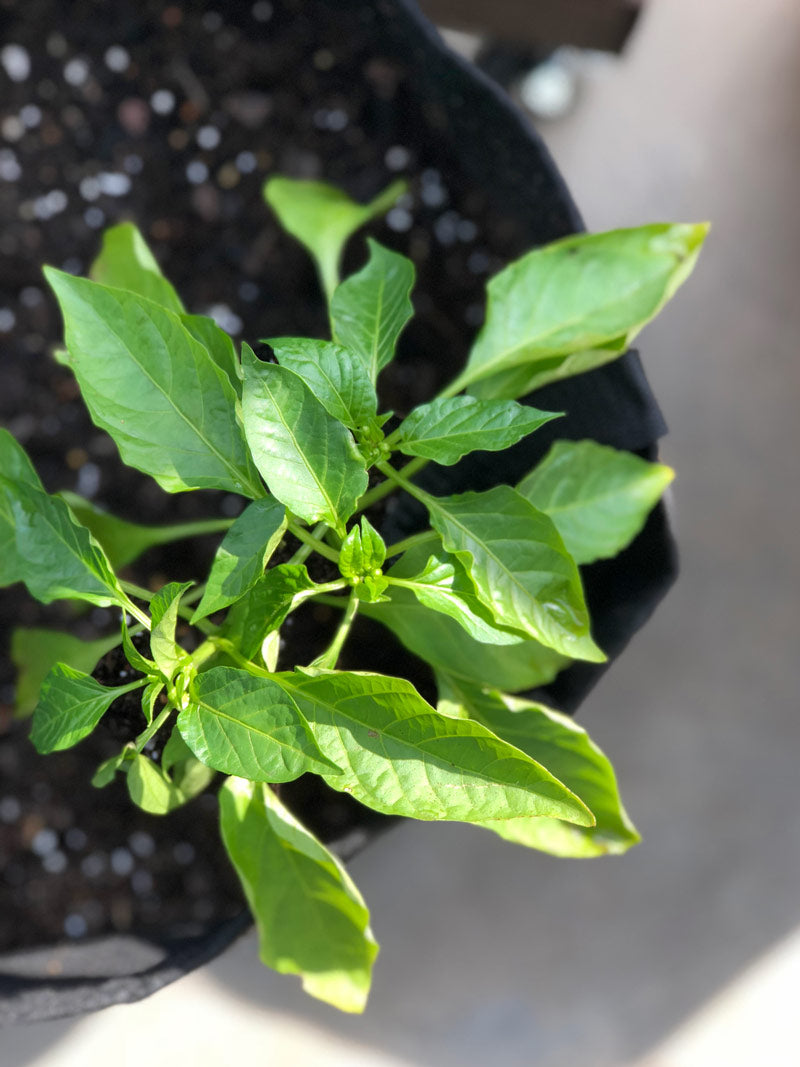 Super Hero Garden Kit with pepper + herb plants