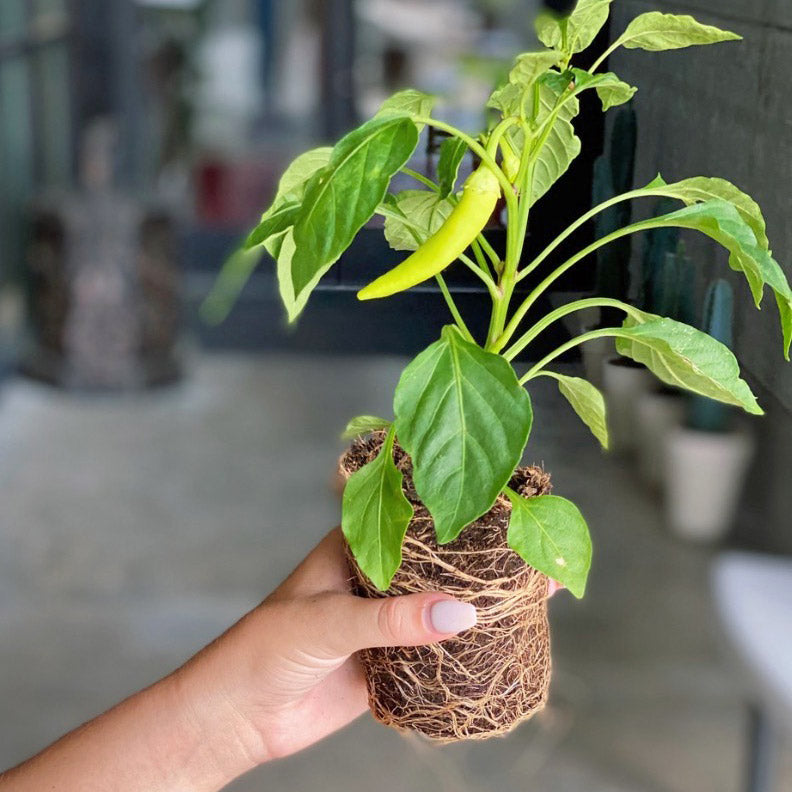 Dad's Garden Kit with pepper + herb plants