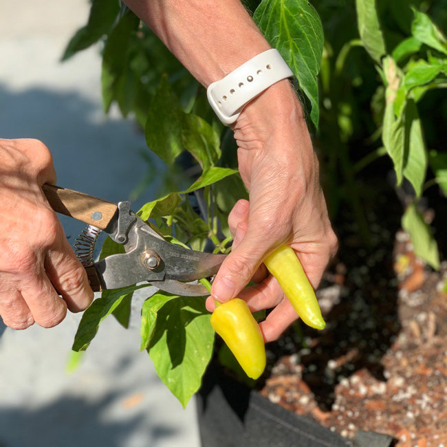 Dad's Garden Kit with pepper + herb plants
