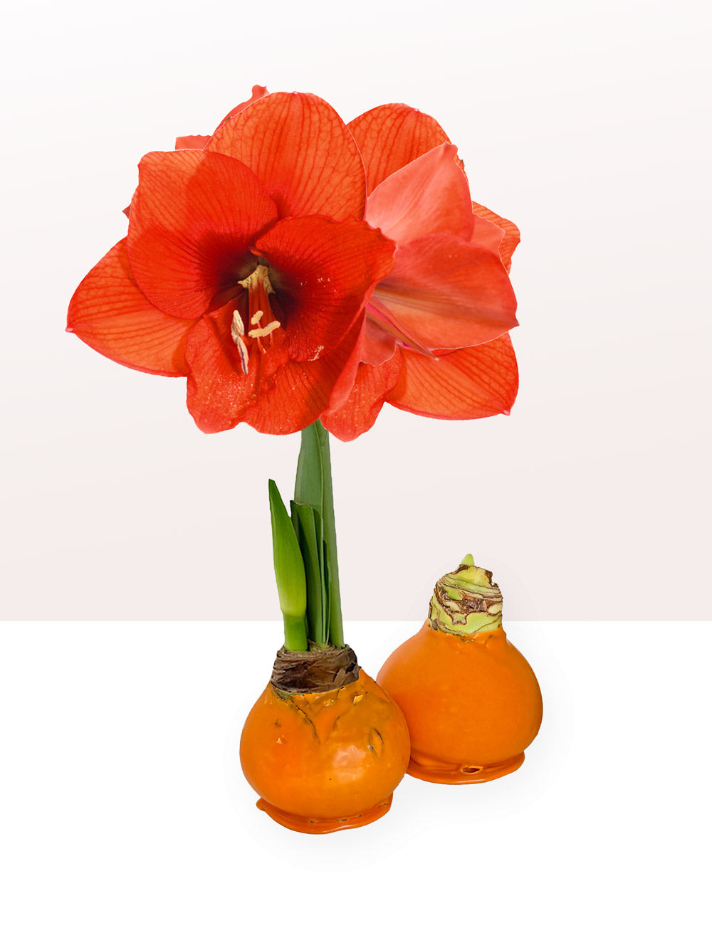 Perfectly Imperfect Pumpkin Bulb with sovereign blooms