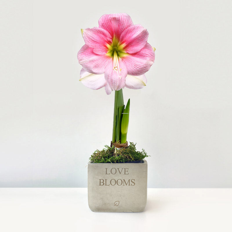 Love Blooms Amaryllis Desktop Plant