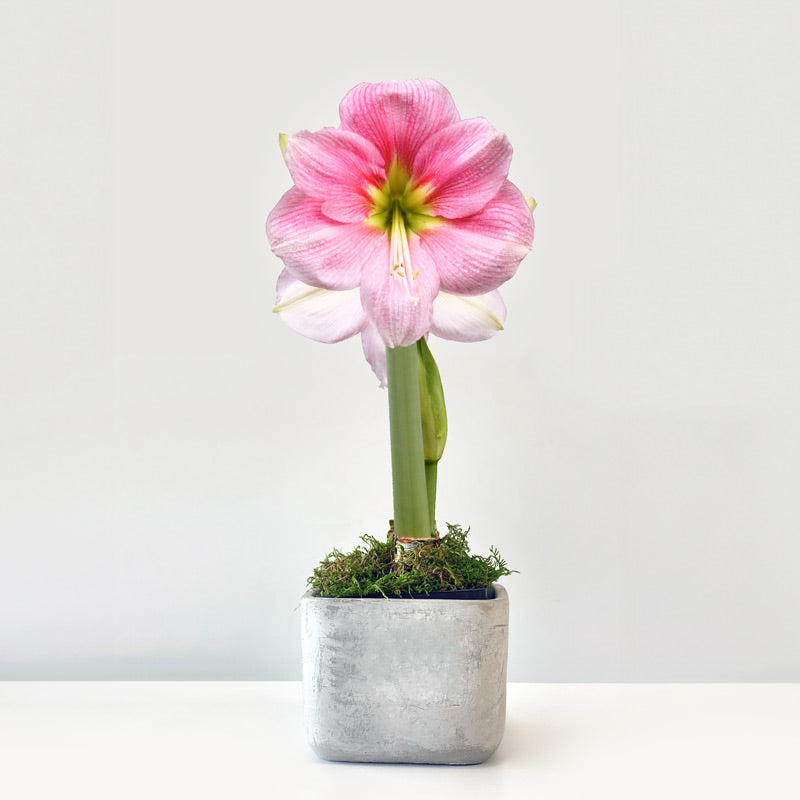 Blushing Bride Potted Amaryllis Bulb with large, pink blooms