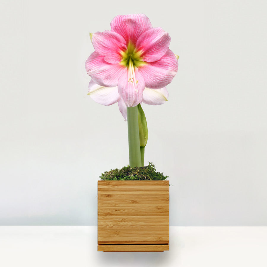 Blushing Bride Potted Amaryllis Bulb with large, pink blooms
