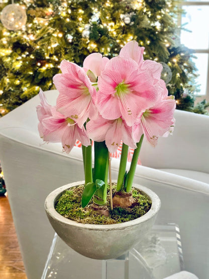 Bowl of Blushing Pink Blooms