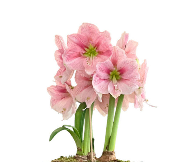 Unplanted Blushing Pink Amaryllis Bulb