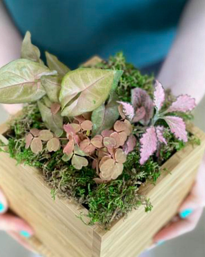 Pink Tropical Desktop Garden