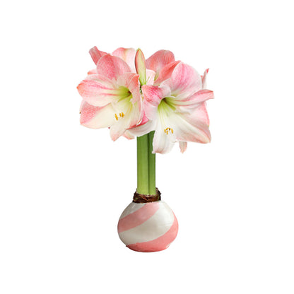 Spring Waxed Amaryllis Bulb with appleblossom blooms