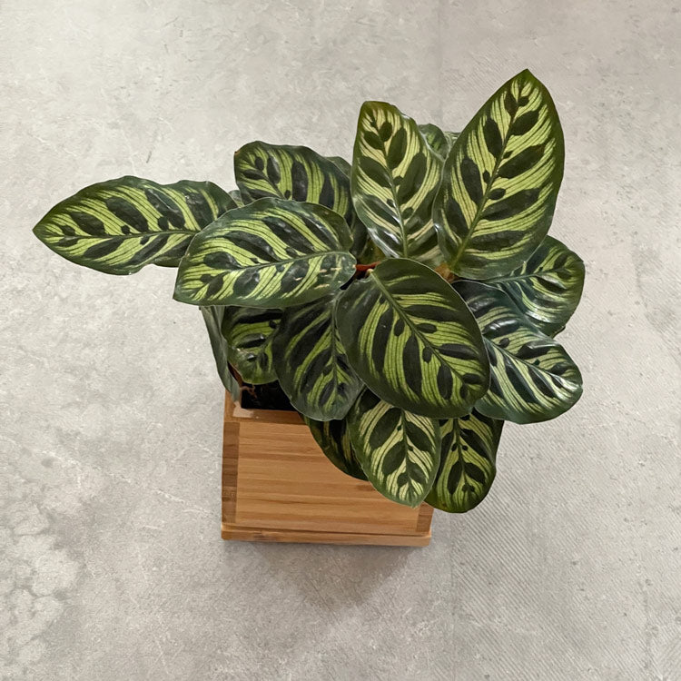 Prayer Plant in bamboo planter