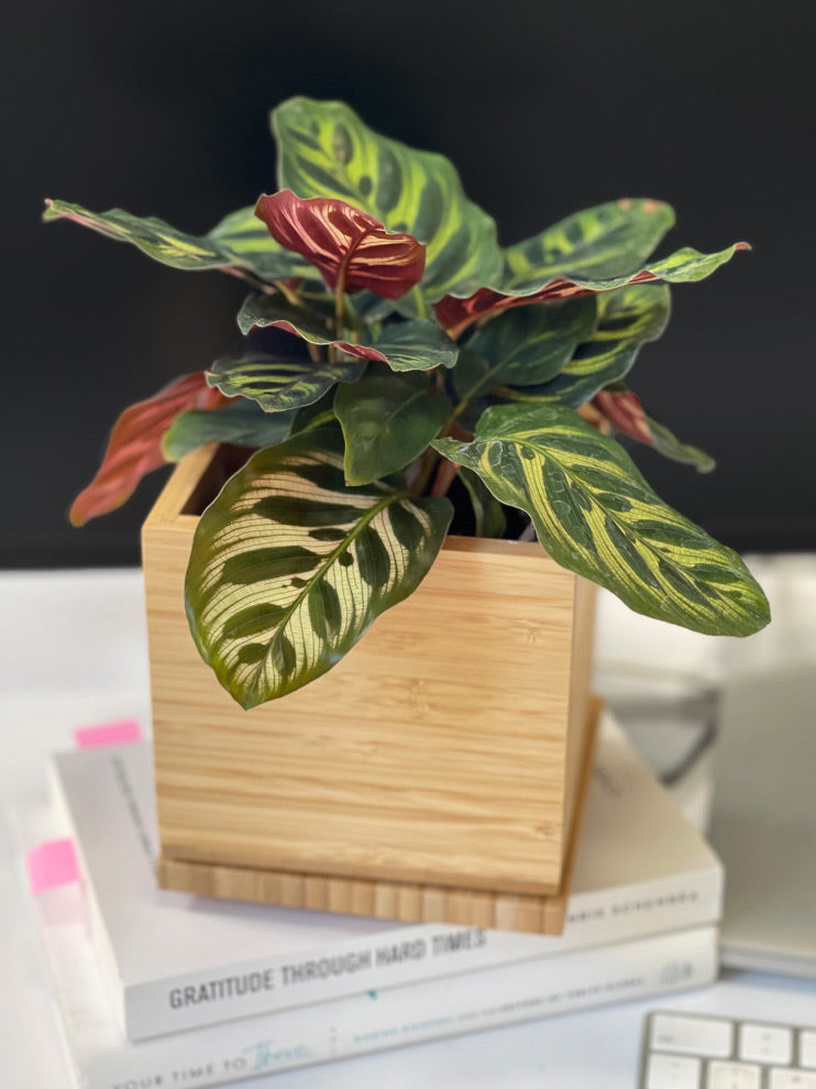 Prayer Plant in bamboo planter