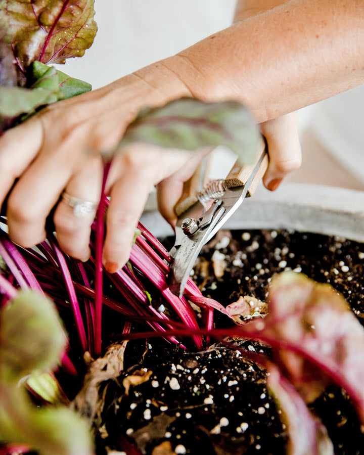 Patio to Table Pruners