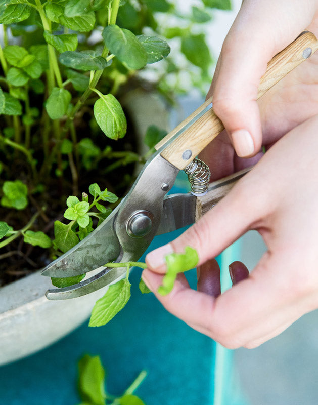 Patio to Table Pruners