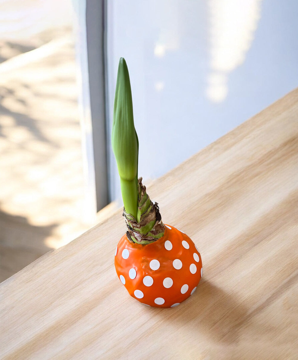 Perfectly Imperfect Pumpkin Bulb with sovereign blooms