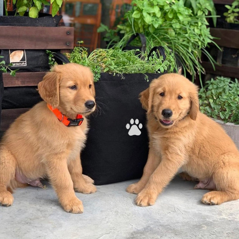 Dog Giftable Garden with pet-friendly herbs
