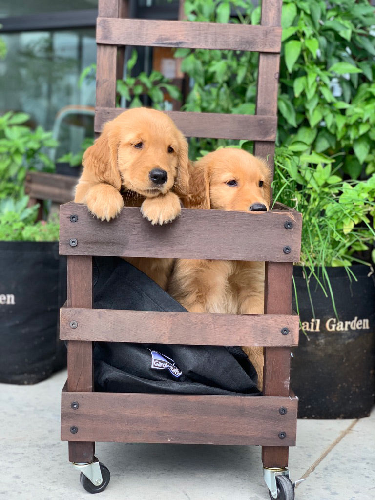 Dog Giftable Garden‎ with pet-friendly herbs