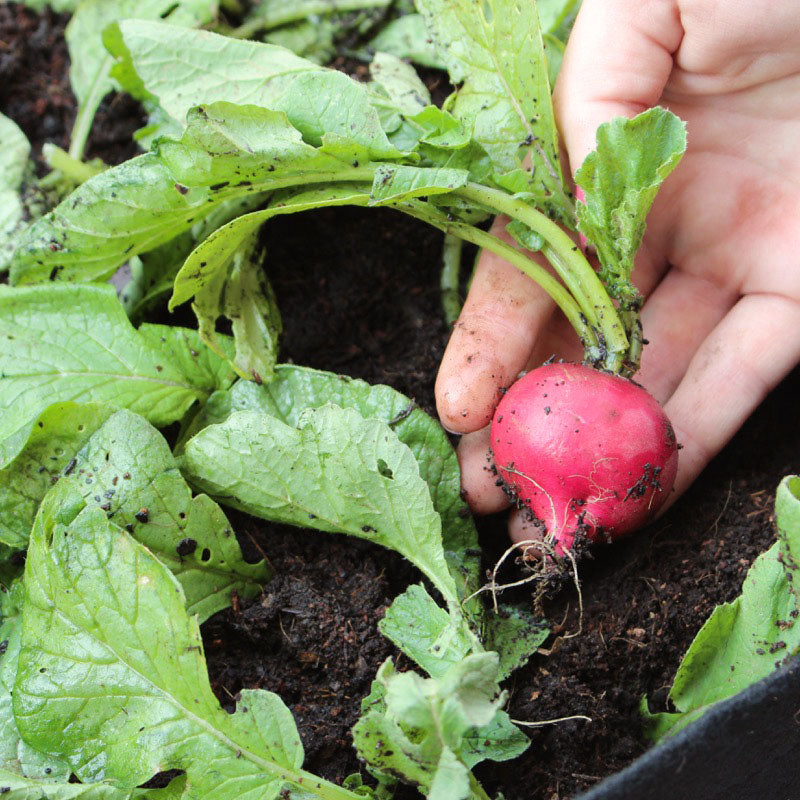 Growing For Good Garden Kit with veggie seed strips + herb plants