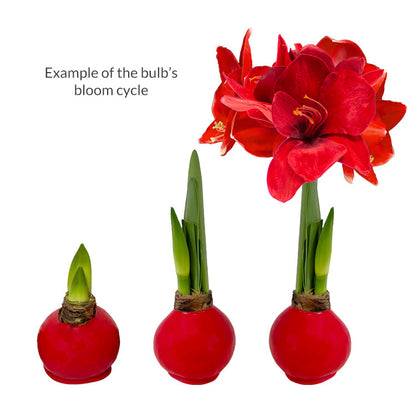 Winter Waxed Amaryllis Bulb with bold red blooms