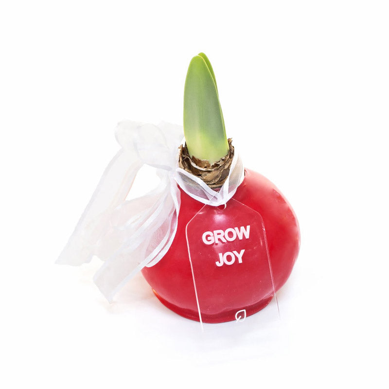 Winter Waxed Amaryllis Bulb with bold red blooms