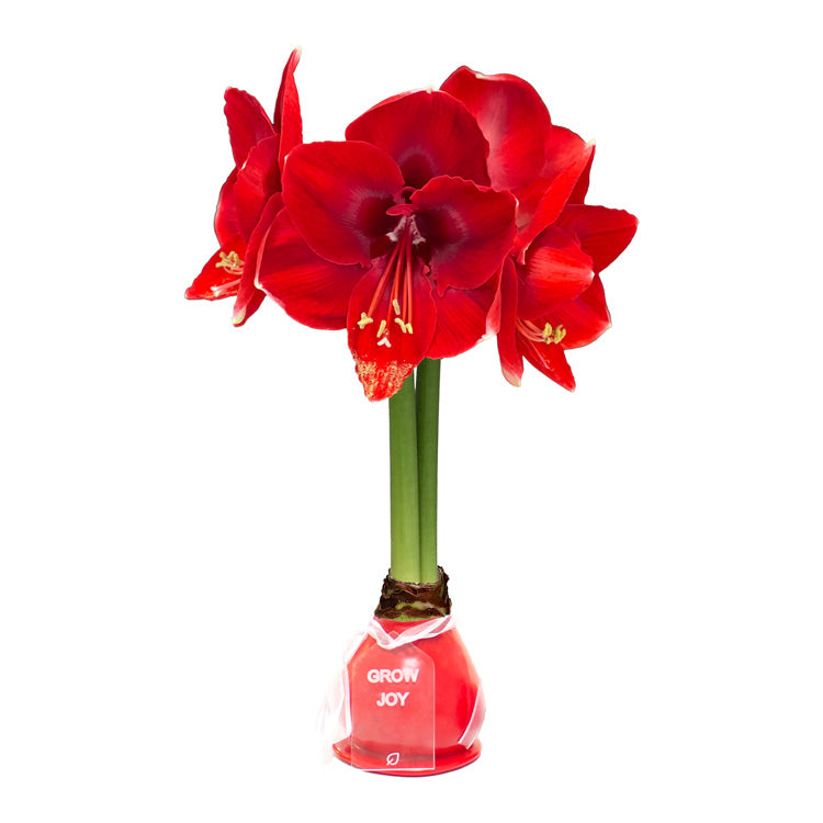 Crimson Red Waxed Amaryllis Bulb with red blooms