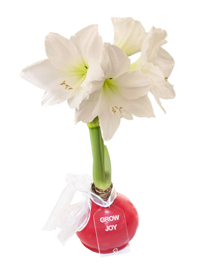 Red Waxed Amaryllis Bulb‎ with white blooms