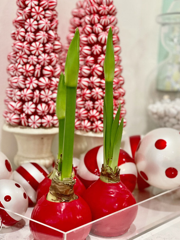 Winter Waxed Amaryllis Bulb with bright white blooms