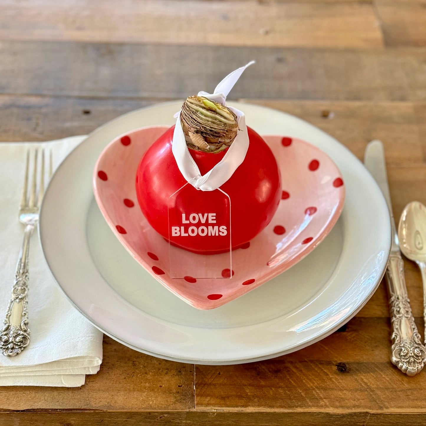 Red Waxed Amaryllis Bulb with minerva blooms