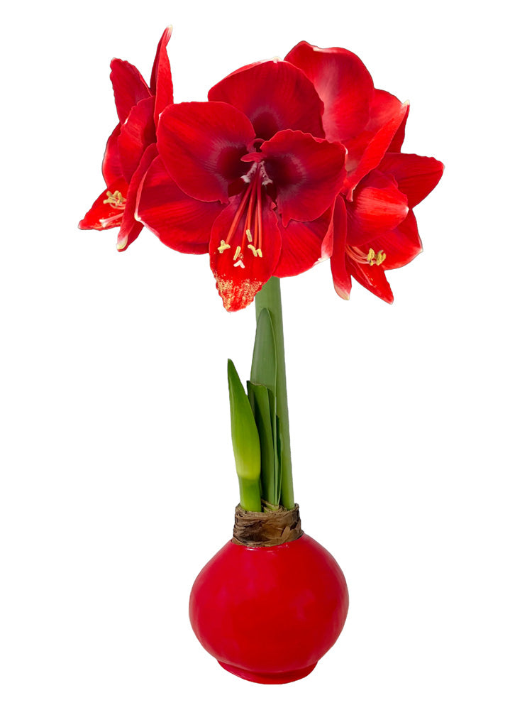 Red Waxed Amaryllis Bulb‎ with red blooms