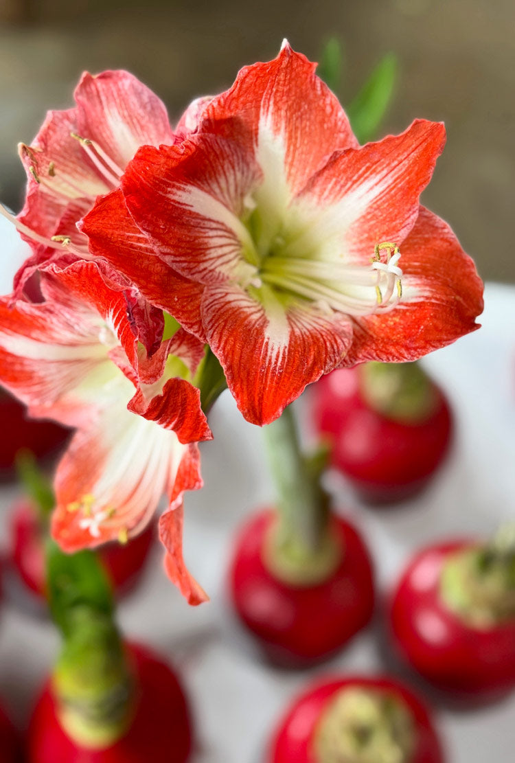 Jewel Tone Waxed Signature Amaryllis Bulb with minerva blooms