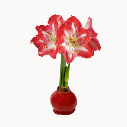Holiday Wax-Dipped Amaryllis Bulb with minerva blooms