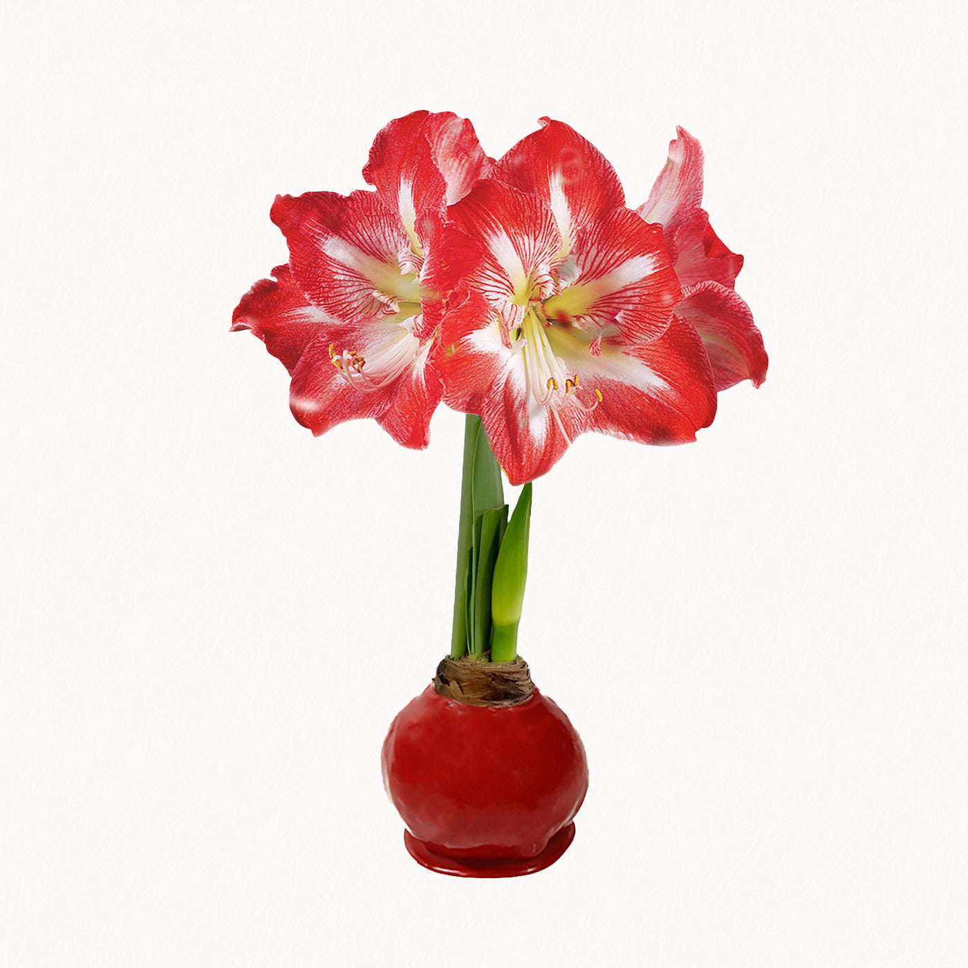 Holiday Wax-Dipped Amaryllis Bulb with minerva blooms