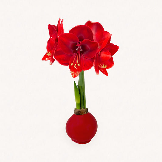 image of Winter Waxed Amaryllis Bulb with bold red blooms