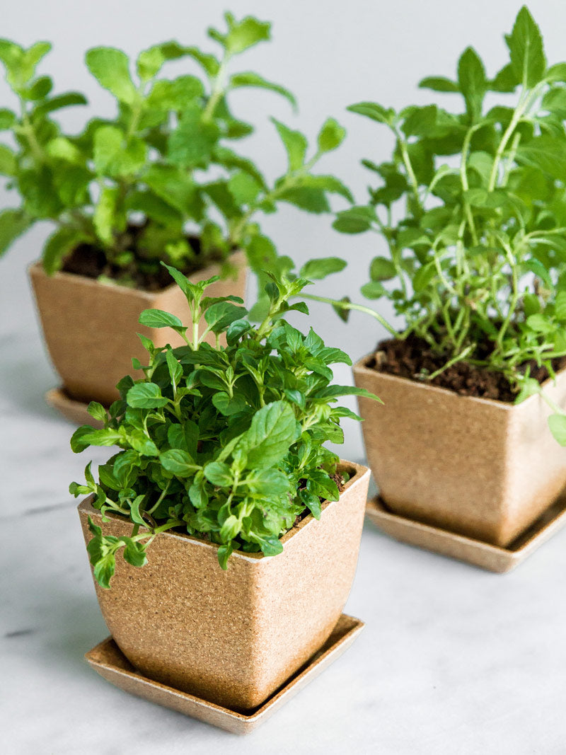 plant pot trio Rice Hull Planter Pot Trio
