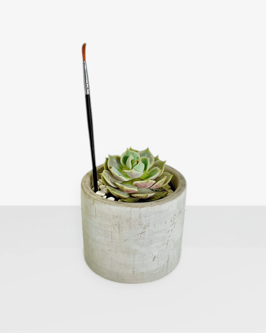 Rose Succulent Desktop Plant