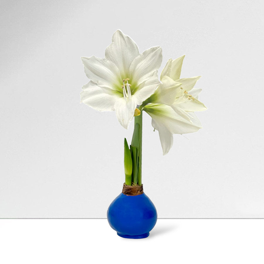 Patriotic Waxed Amaryllis Bulb with white blooms