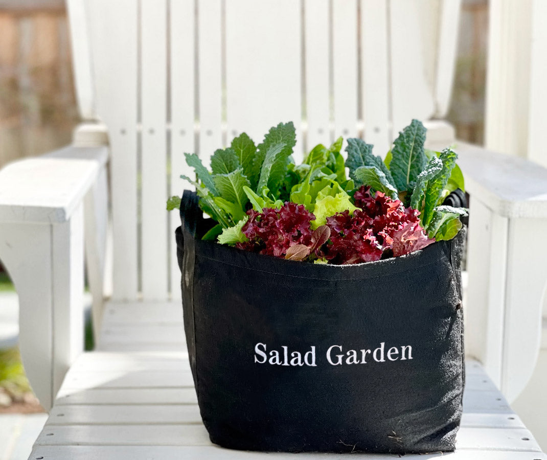 Salad Garden Kit with leafy greens + herbs