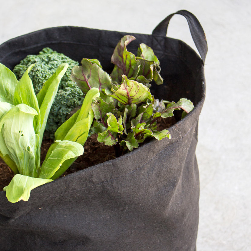 Salad Garden Kit with leafy greens + herbs
