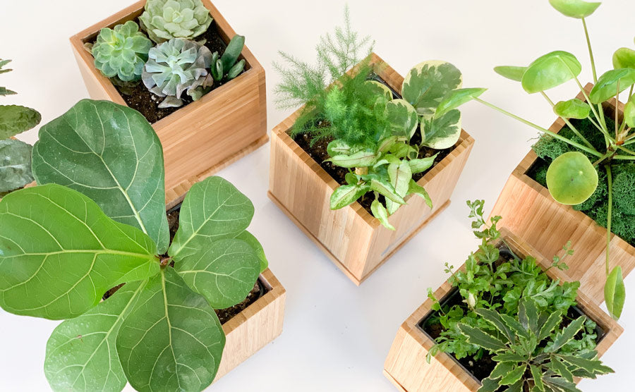 Indoor Desktop Gardens image