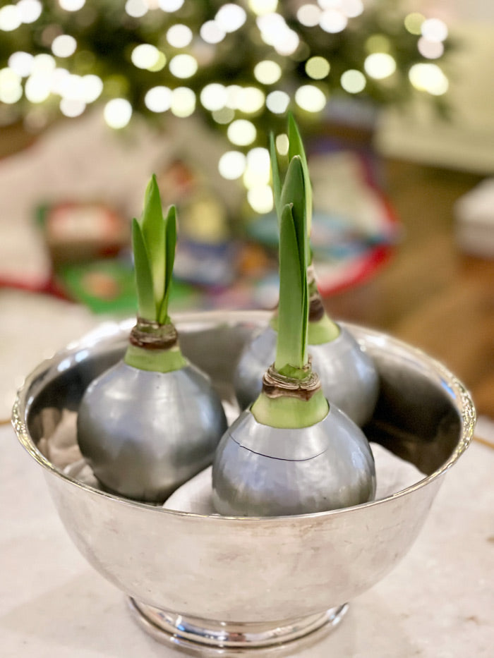 Holiday Waxed Amaryllis Bulb with XL White Blooms