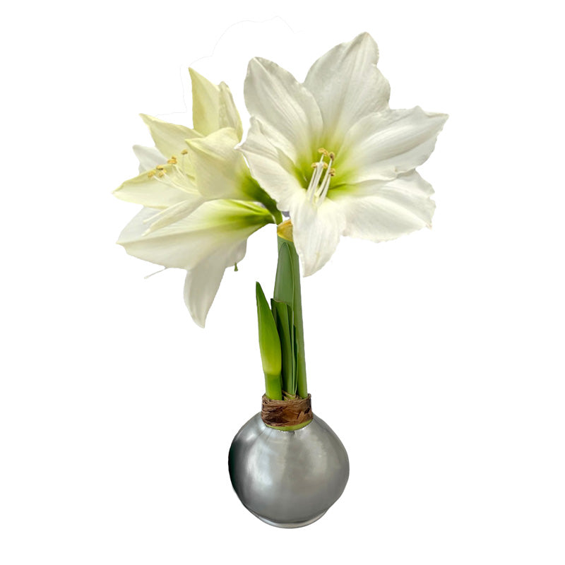 Holiday Waxed Amaryllis Bulb with XL White Blooms