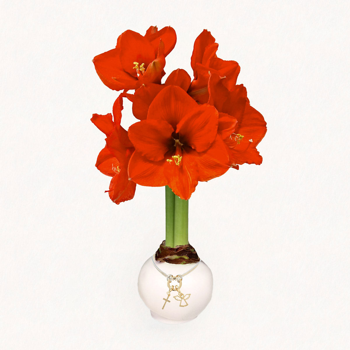 White Wax-Dipped Sovereign Amaryllis Bulb with red orange blooms