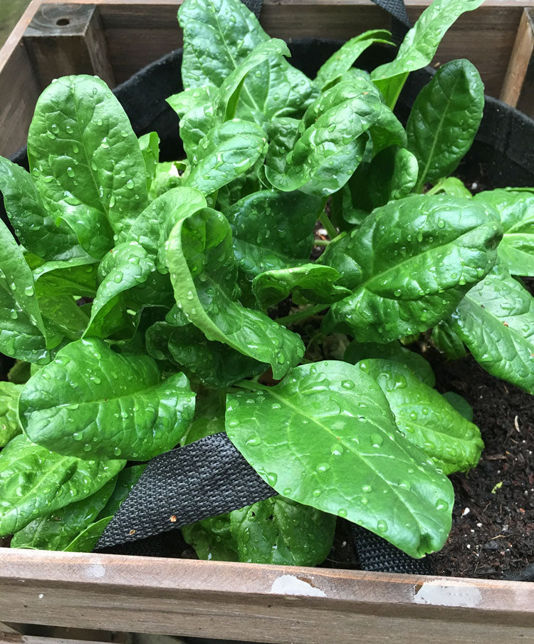 Growing For Good Garden Kit with veggie seed strips + herb plants