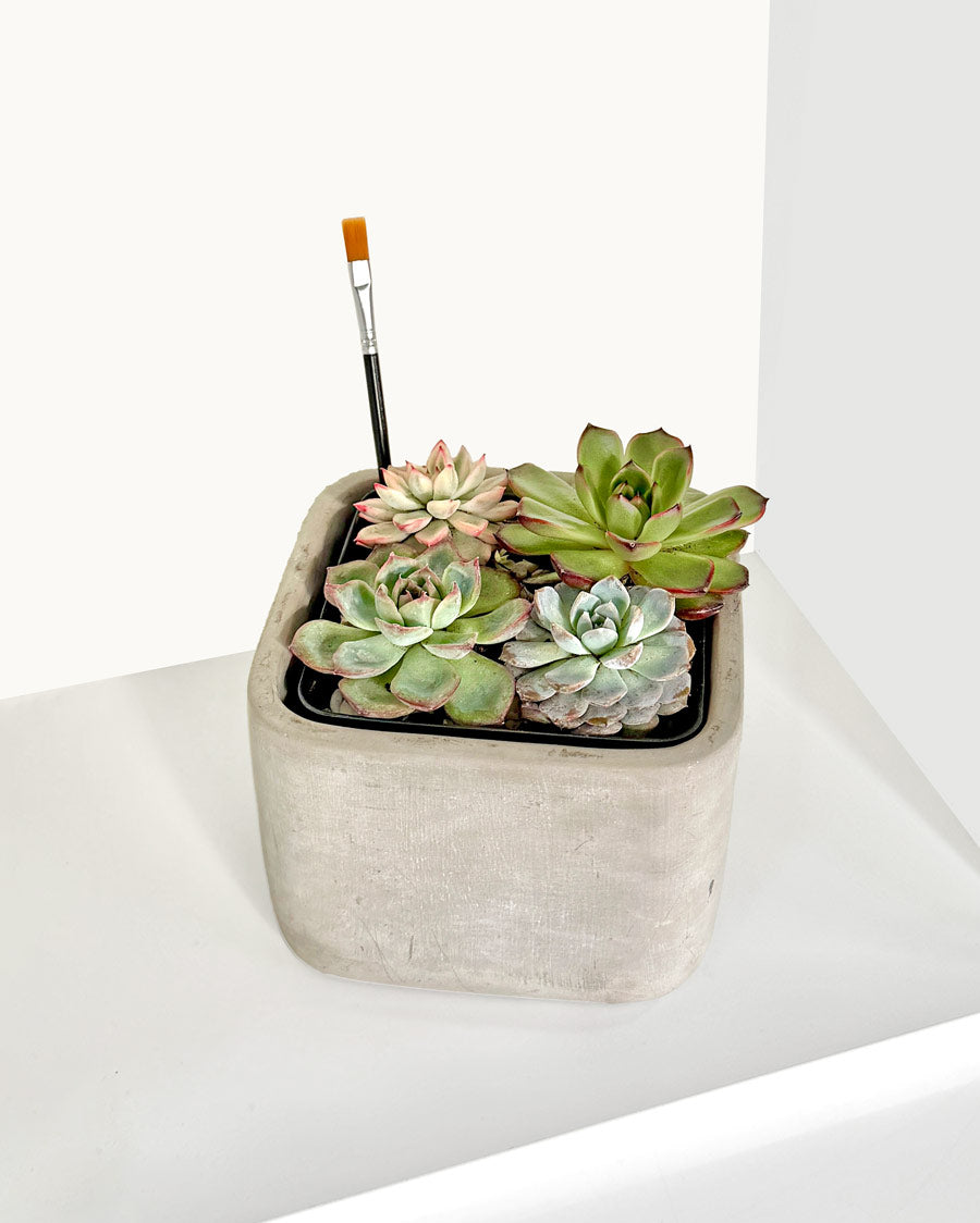 Succulent Bouquet Desktop Garden