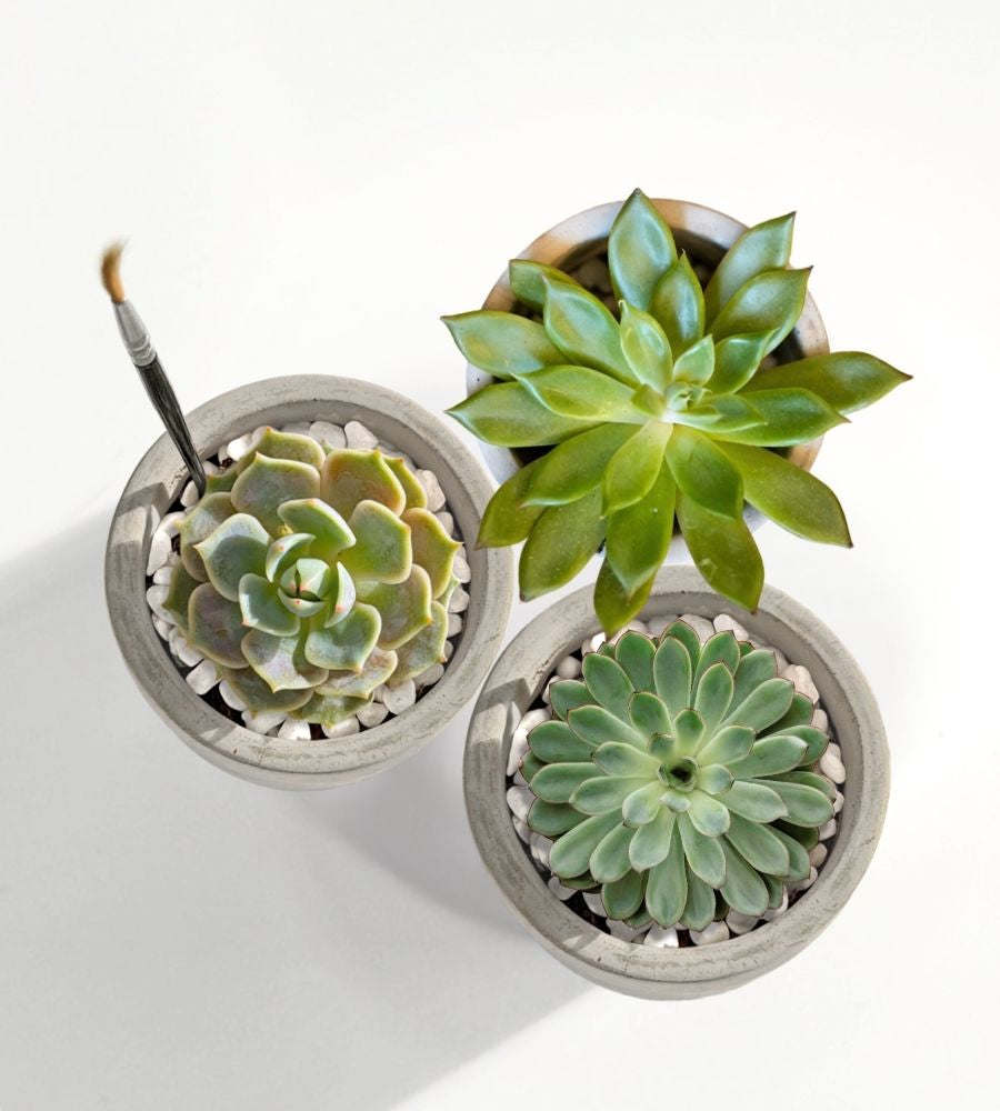 Mini Mod Succulent Desktop Plant Collection