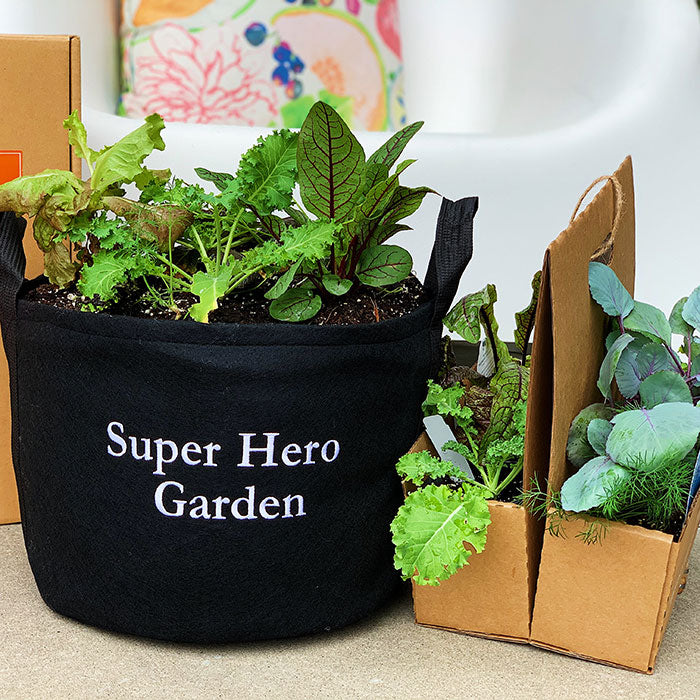 Super Hero Garden Kit with pepper + herb plants