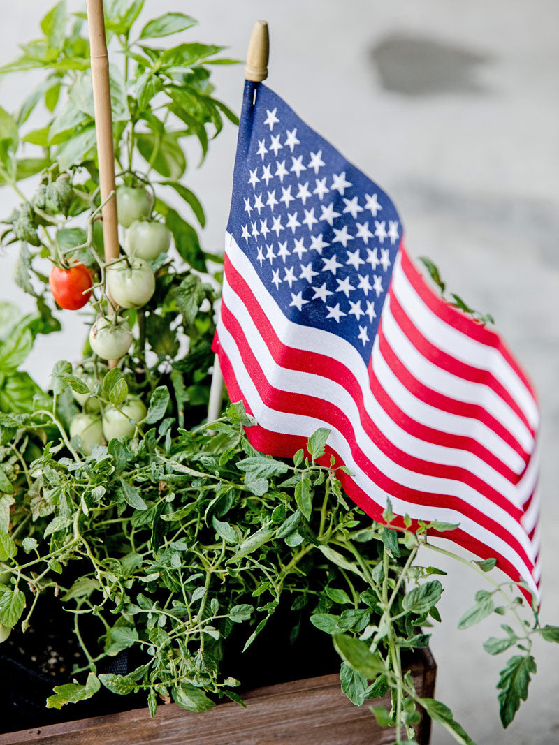 Super Hero Garden Kit with tomato + seasonal herbs