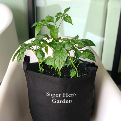 Super Hero Garden Kit with pepper + herb plants